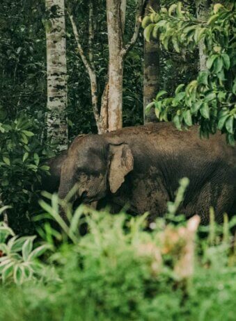 Sumatra Elephant Tangkhahan