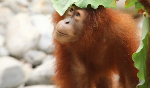 Sumatra Leuser Orang Outan 3