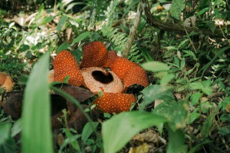 flower-rain forest-sumatra-nature