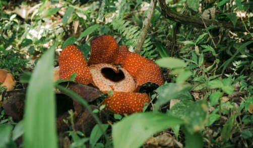 flower-rain forest-sumatra-nature