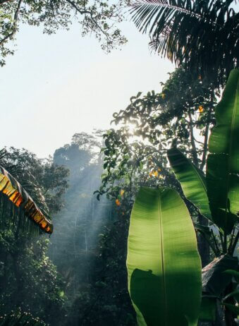 jungle-Sangiri-Bali-nature
