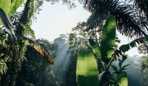 jungle-Sangiri-Bali-nature