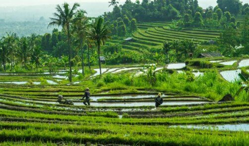 paysans-Jatiluwih-Bali-rizieres