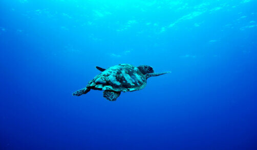 tortue-gili trawangan-Lombok-animaux