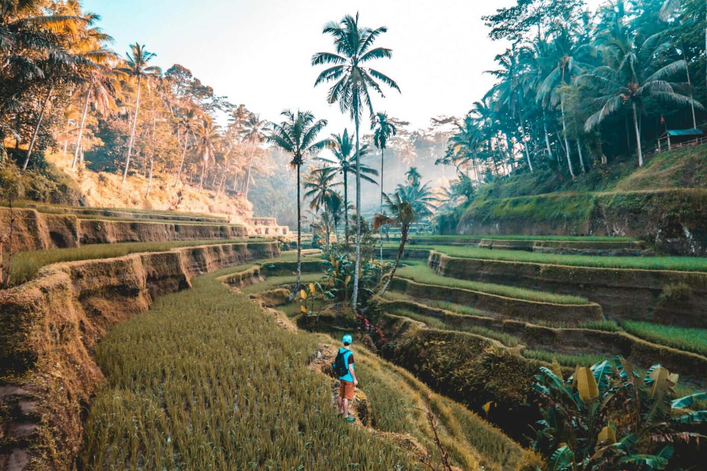 trekking-Tegallalang-Bali-rizieres