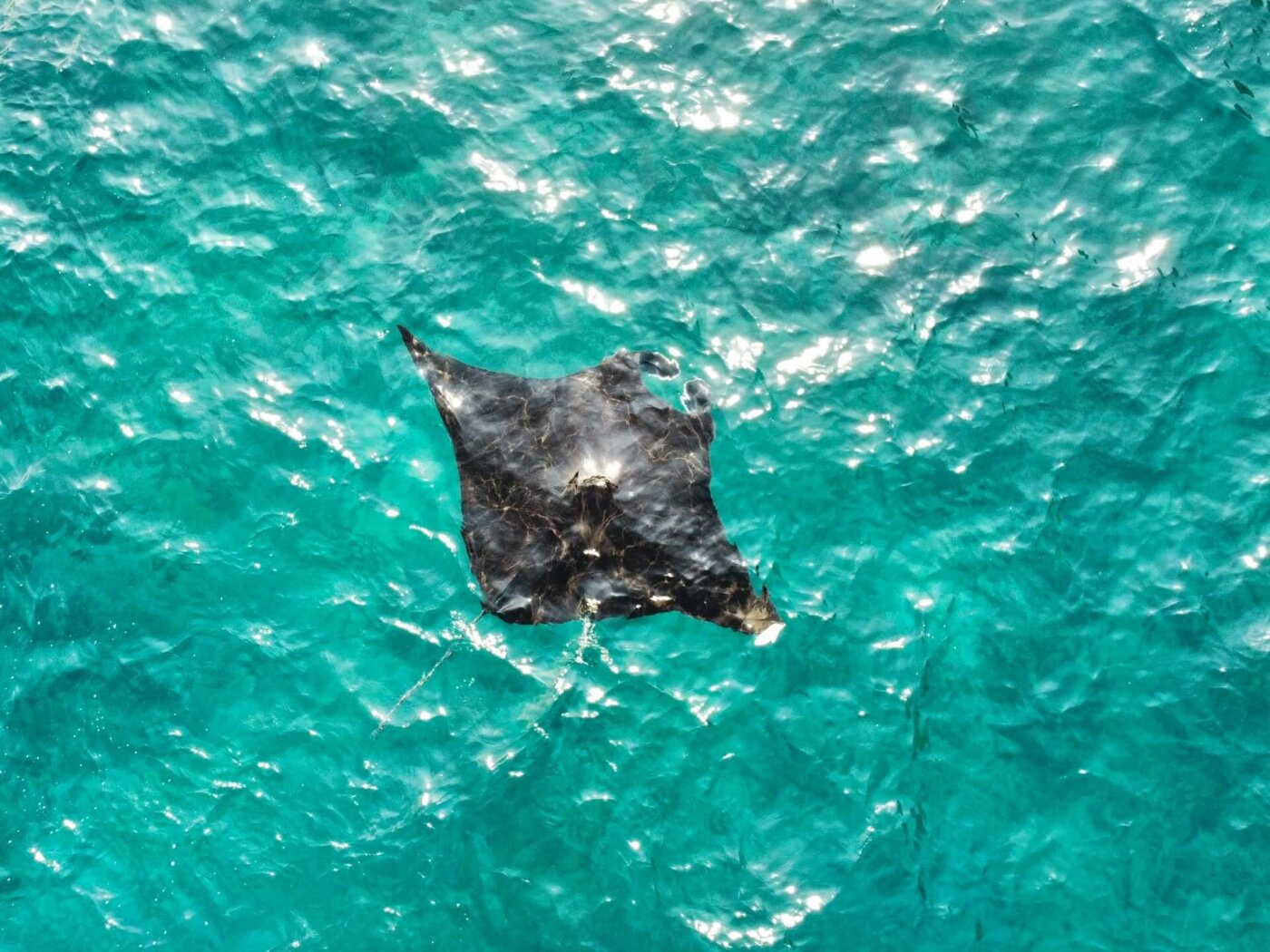 vue aerienne-raie manta- Penida-bali -animaux