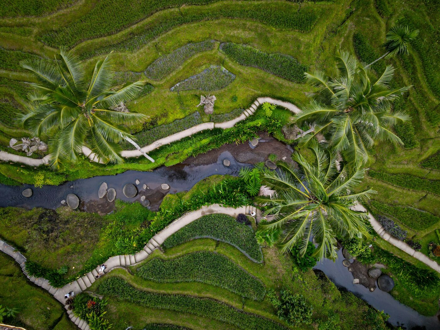 vue aerienne-tegallalang-Bali-nature