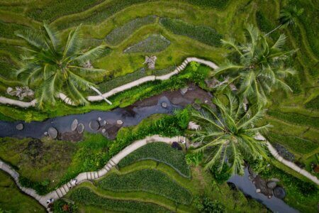 vue aerienne-tegallalang-Bali-nature