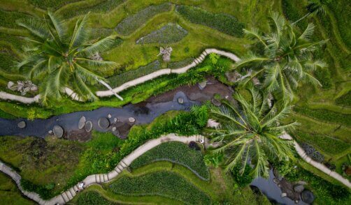 vue aerienne-tegallalang-Bali-nature