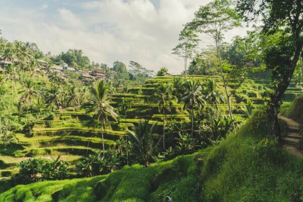 vue panoramique -Tegallalang-Bali-rizieres