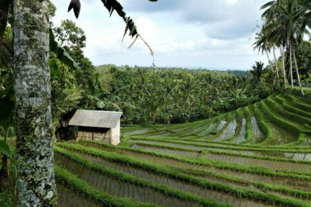 Bali Belimbing Rice Field 2