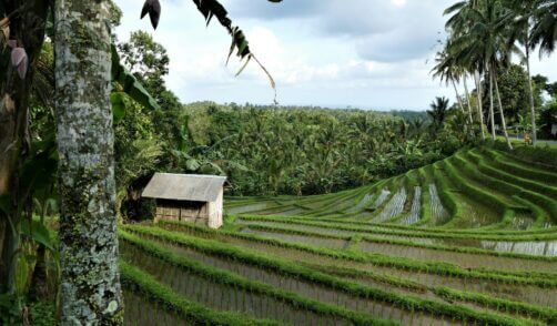 Bali Belimbing Rice Field 2