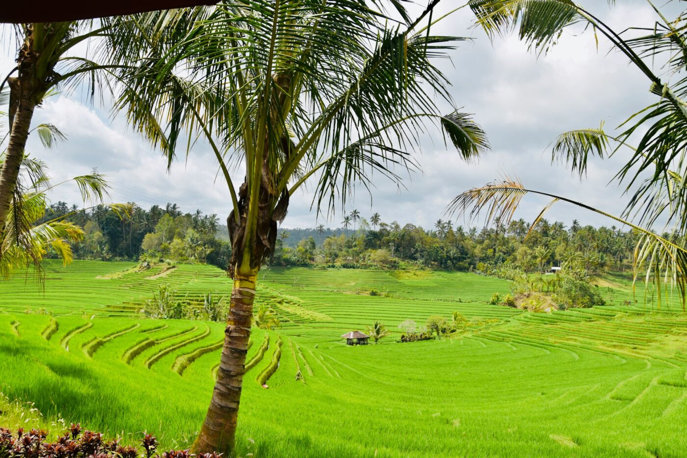 Bali Belimbing Rice Field 3