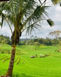 Bali Belimbing Rice Field 3