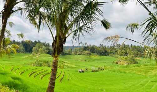 Bali Belimbing Rice Field 3