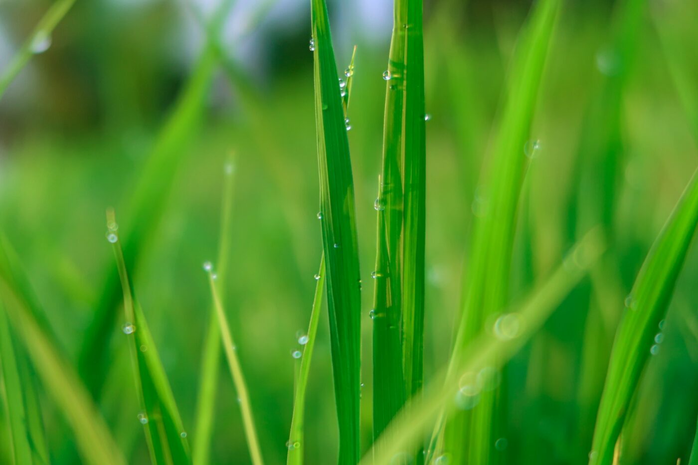 Bali Belimbing Rice field