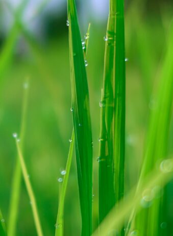 Bali Belimbing Rice field