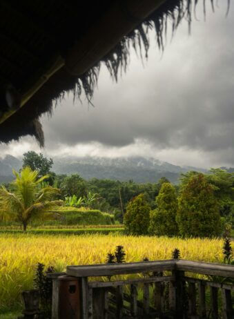 Bali Tabanan Rice field 1