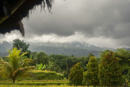 Bali Tabanan Rice field 1