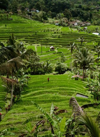 Bali Tabanan Rice field 2