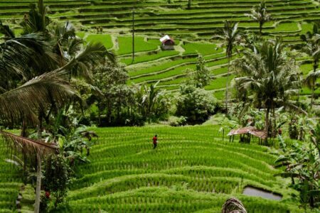 Bali Tabanan Rice field 2