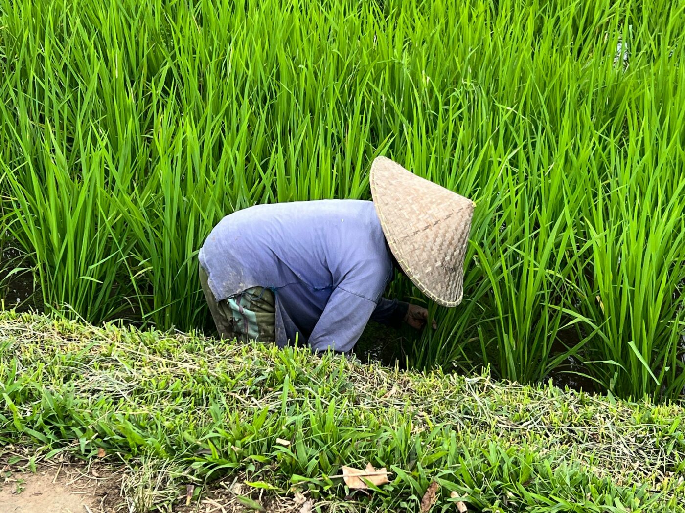 Bali Tabanan Rice field 3