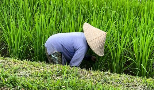 Bali Tabanan Rice field 3