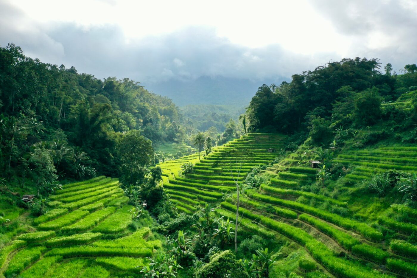 Bali Tabanan Rice field 4