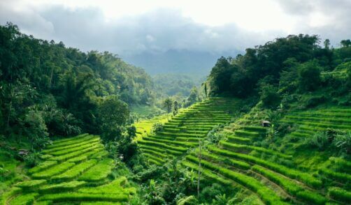 Bali Tabanan Rice field 4