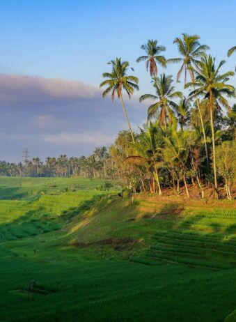 Bali Tabanan Rice field 5