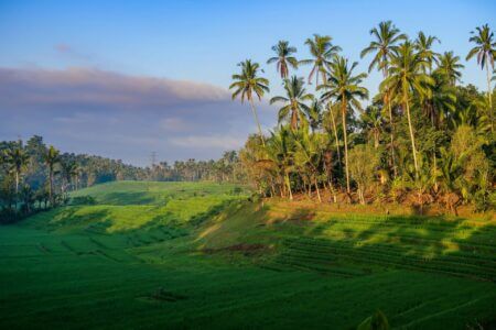 Bali Tabanan Rice field 5