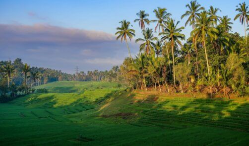 Bali Tabanan Rice field 5