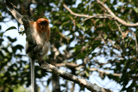 Borneo Monkey Home page 3