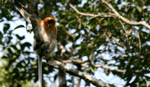 Borneo Monkey Home page 3