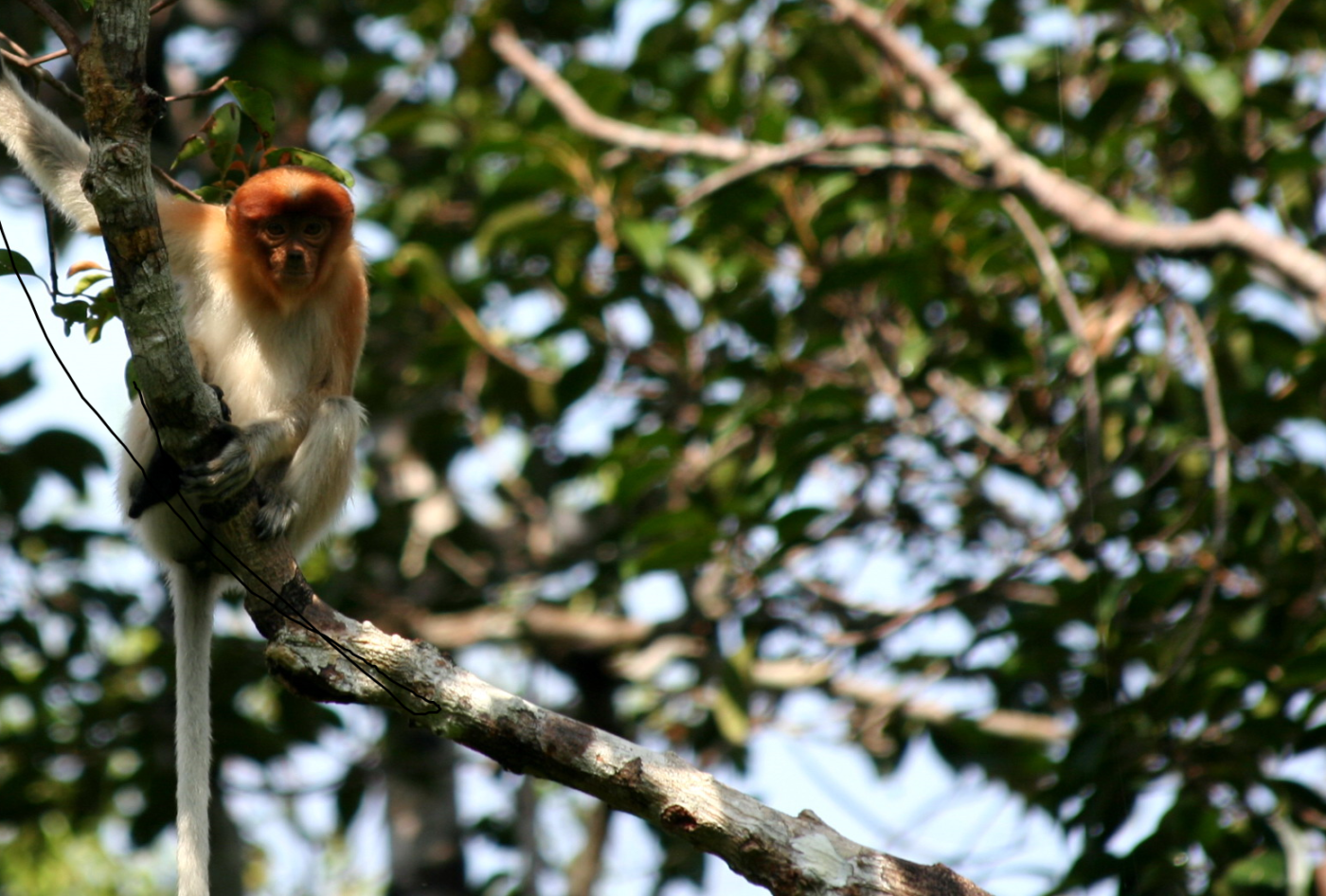 Borneo Monkey Home page 4