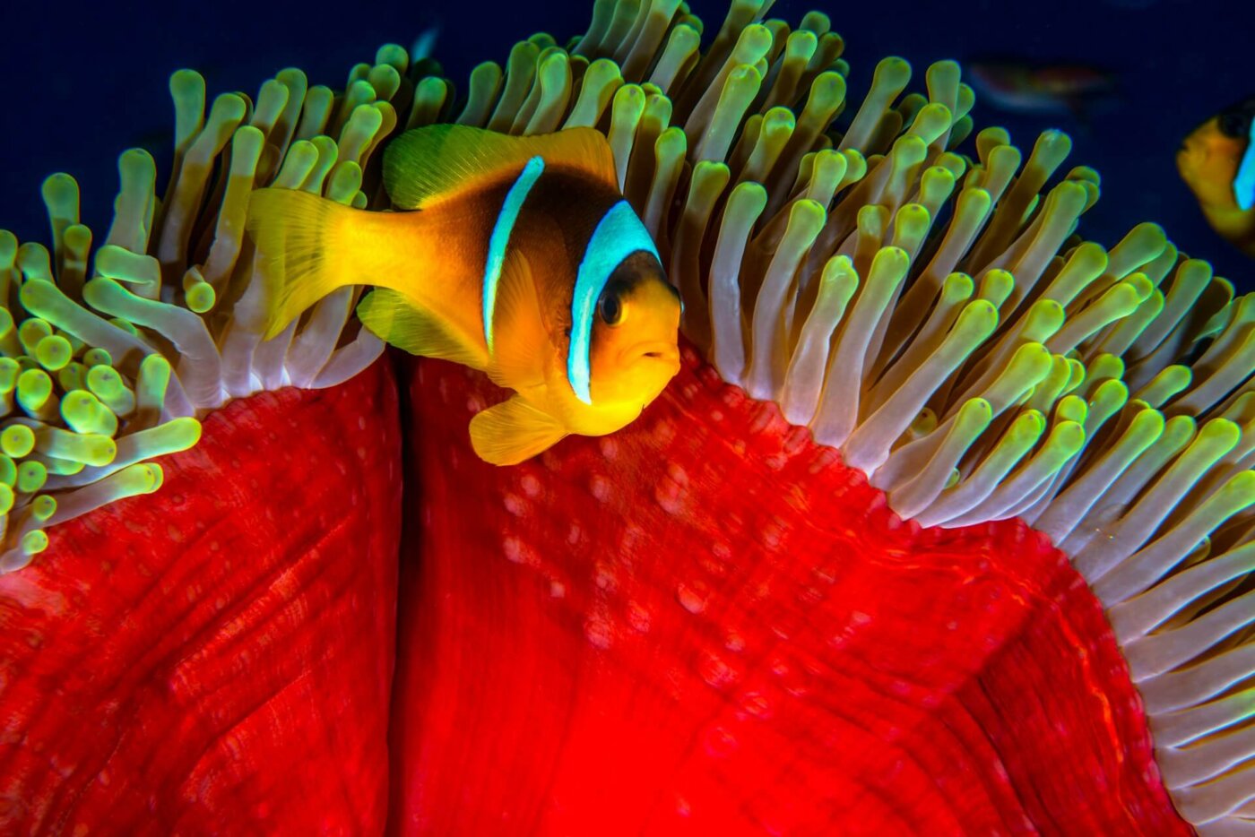 Papua Raja Ampat Diving 1
