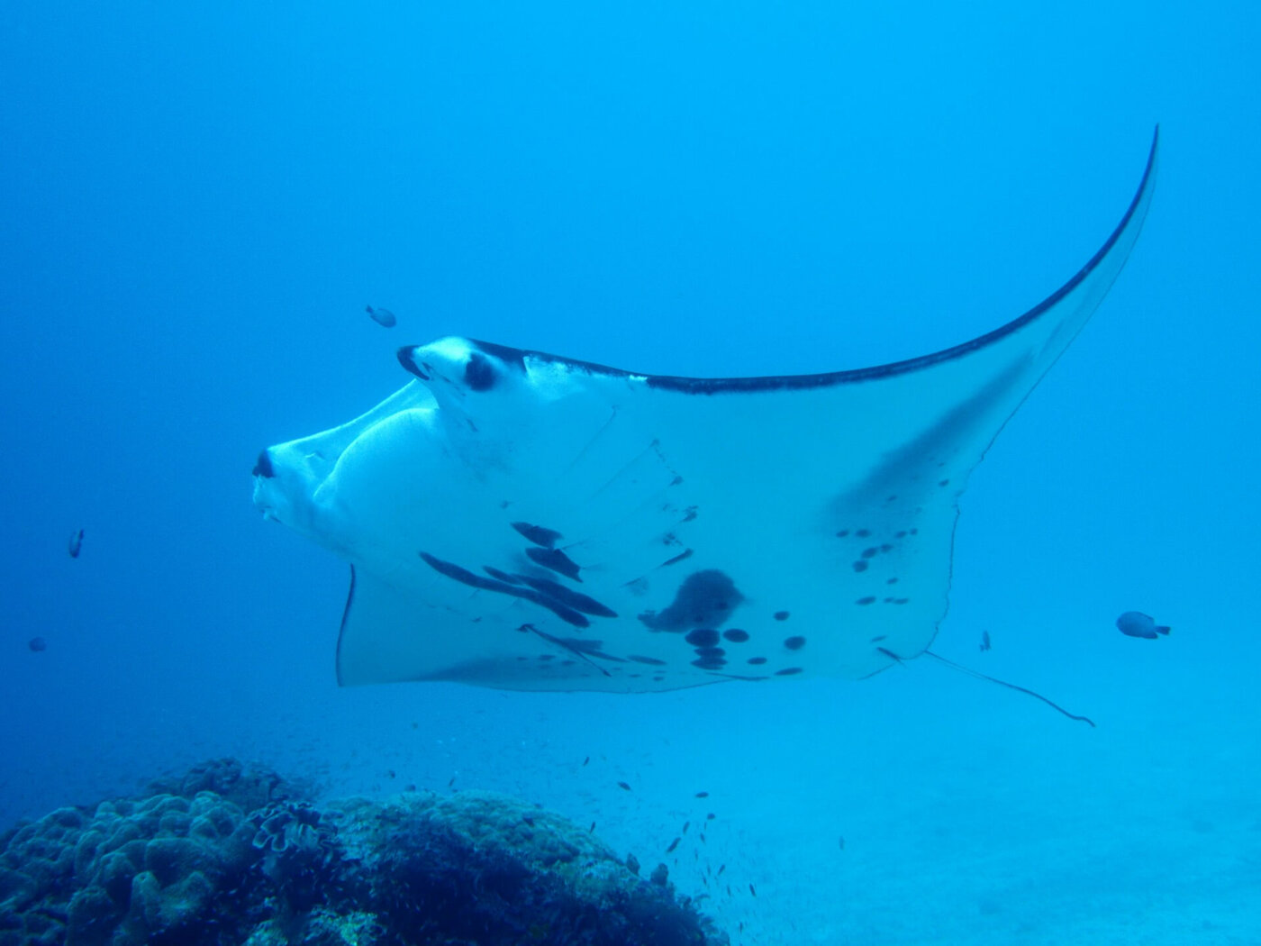 Papua Raja Ampat Diving Manta