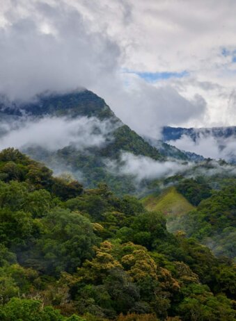 Papua Rian forest jungle 4