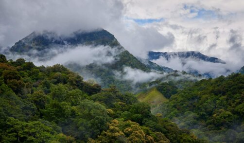 Papua Rian forest jungle 4