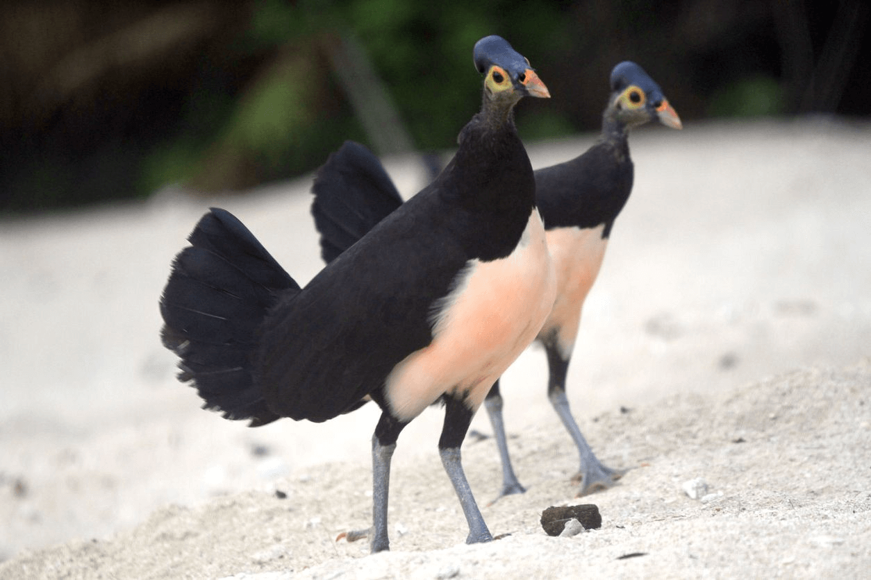 Sulawesi Bird Maleo