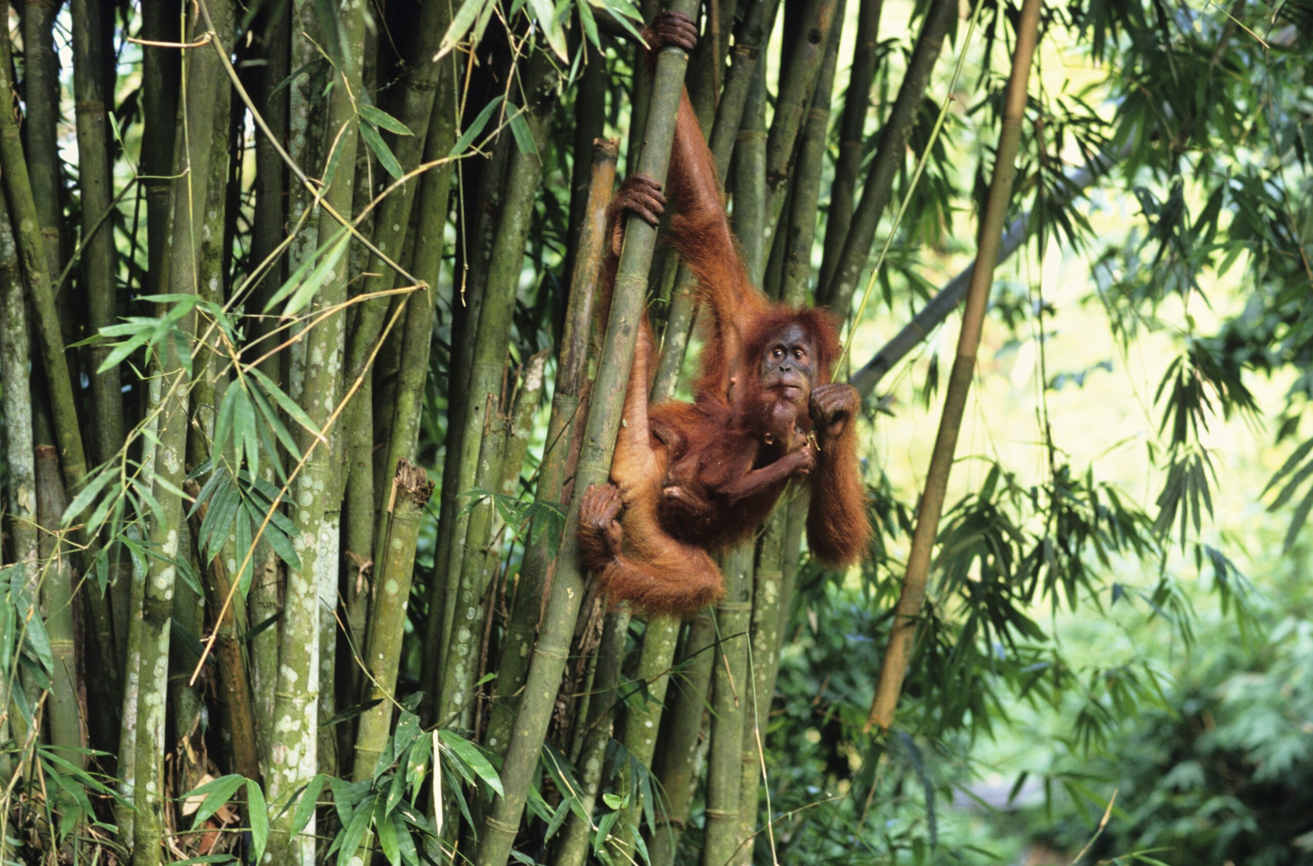 Sumatra Orang outan 5