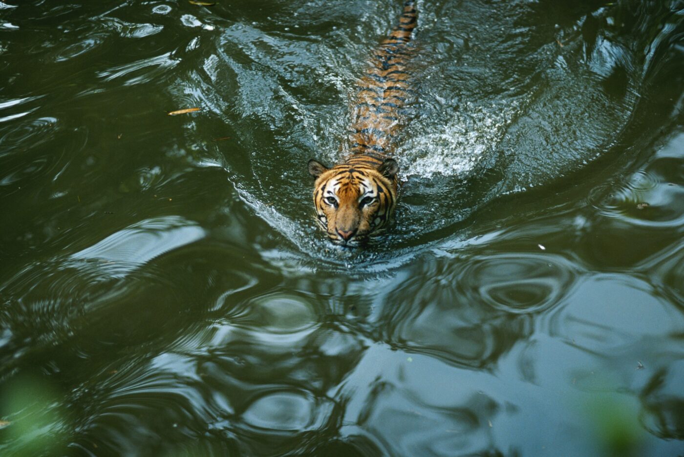 Sumatra tiger