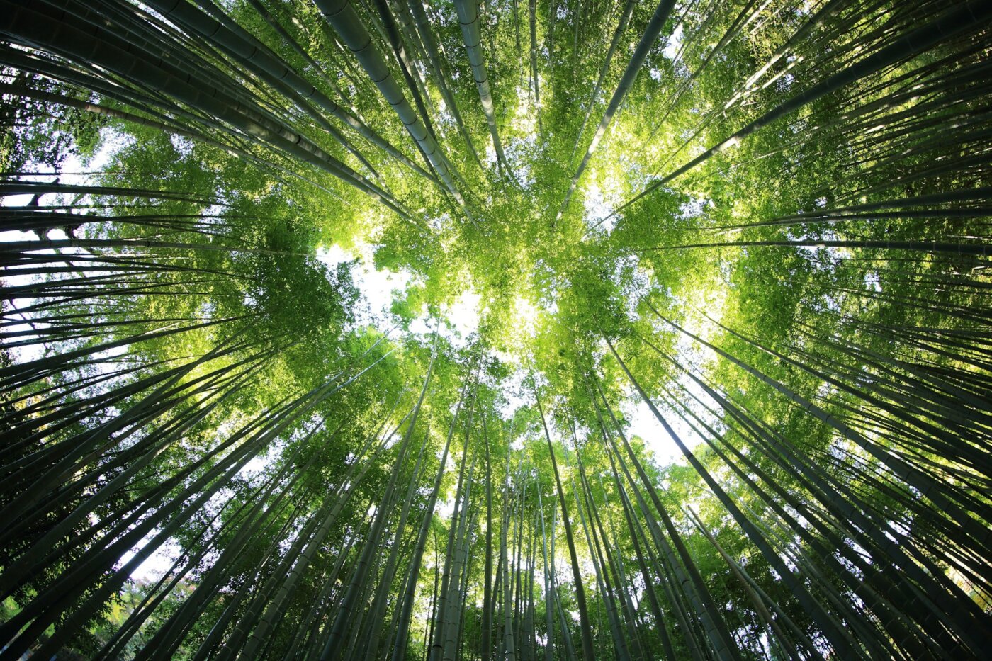 Bali Bambu Forest