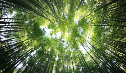 Bali Bambu Forest