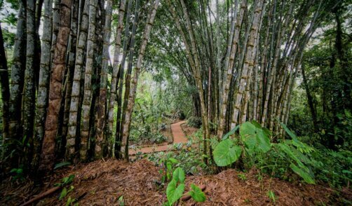 Bali Bambu Forest 1