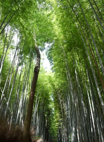 Bali Bambu Forest 2