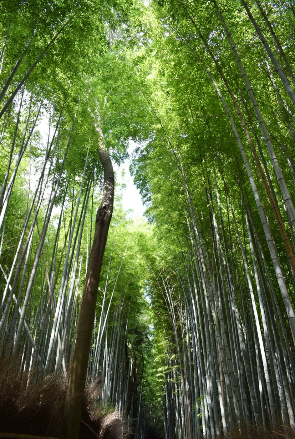 Bali Bambu Forest 2