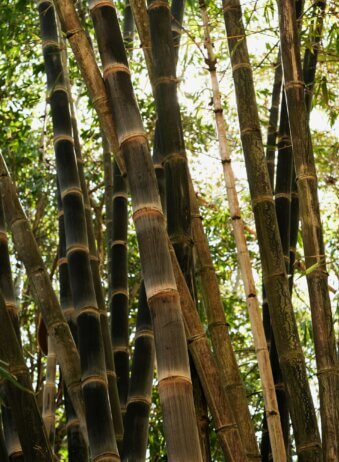 Bali Bambu Forest 3