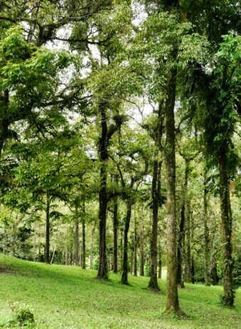 Bali Bedugul Botanic Garden 2