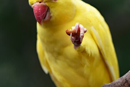 Bali Bird Park 2